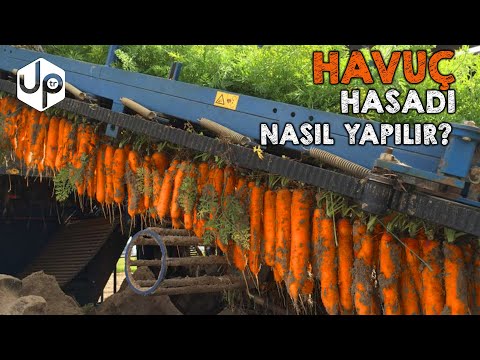 Video: Havuç Hasadı: Havuçların Hasata Hazır Olduğu Nasıl Anlaşılır