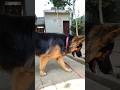 Long Coat German Shepherd in full Mood #dog #animal #cute #daily