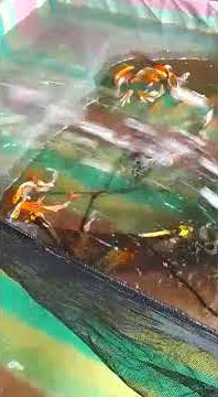Grosir koi antik metalik slayer, mulai ukuran 10 cm sampai 40 cm.  lokasi ciseeng Bogor Jawa Barat.