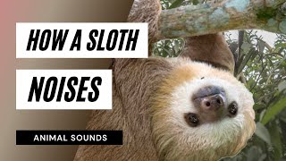 The Animal Sounds How A Sloth Sounds Loud Sound Effect Animation