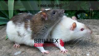 Rat vs. Mouse | What’s the Difference?