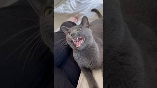 Russian Blue cat’s nap disrupted by fly || ekekekkekkek