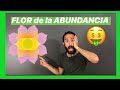 La Flor de la Abundancia 🔥| Fractal | Telar | Explicación MATEMATICA