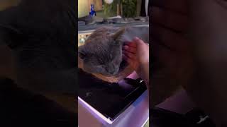 come with me to a cat cafe in helsinki, finland 🐈🐈‍⬛ #shorts