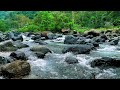 Serene Forest Ambience - Clear Water Stream and Forest Birds Calling in Secluded Nature for Relax