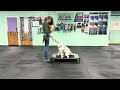 Winnie - Loose Leash Walking with Find its to the Handler & Long line/Training leash Info