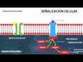 Proteína G y señalización celular básica