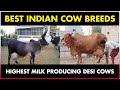 Best COW BREED for Milk in India | Gir, Sahiwal, Red Sindhi, Rathi, Ongole, Deoni, Kankrej, Haryana