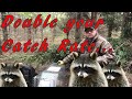 Raccoon Trapping Pro Tips