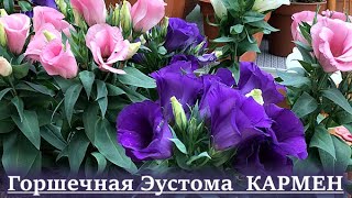картинка: Горшечная эустома КАРМЕН