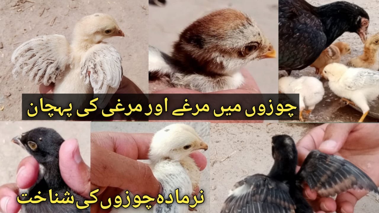 Aseel chicks mn male aur female ki pehchan Chicks male female