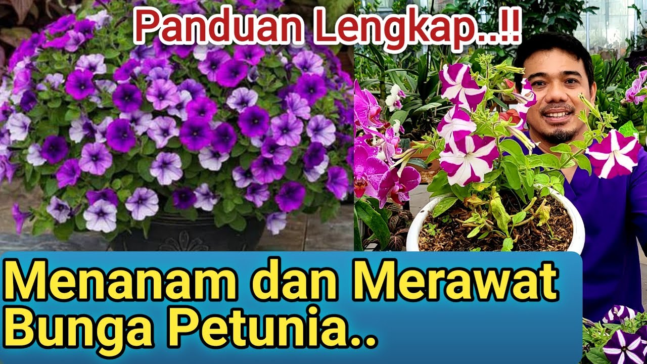Panduan Lengkap.! Merawat dan Menanam Bunga Petunia, Merawat Bunga