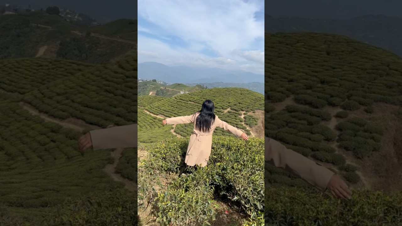 Beauty of nepal tea garden❤️