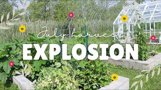 The Garden Exploded! Harvests, Surprises & Tomato Trouble 🌱