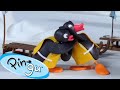 Pingu gets competitive   pingu  official channel  cartoons for kids