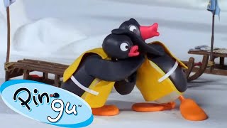 Pingu Gets Competitive 🐧 | Pingu -  Channel | Cartoons For Kids