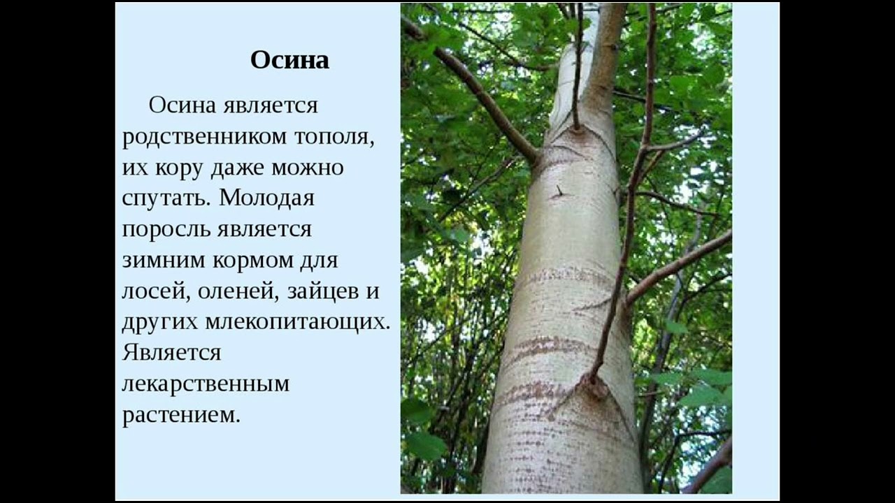 По стволу дерева можно. Ствол ольхи и осины. Осина ствол дерева. Осина дерево описание.