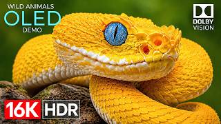 Ultimate Massive OLED Display Test Video | 16K HDR Dolby Vision 120FPS (4K/8K Ultra HD TV) screenshot 4