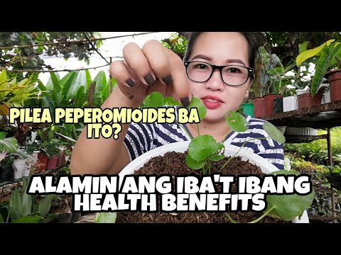 ALAMIN MAGANDANG HALAMAN NA MADAMING MAGAGANDANG HEALTH BENEFITS SA KATAWAN|GOTU KOLA/PENNYWORT