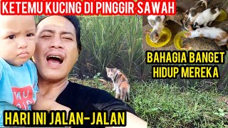 JALANJALAN KE PINGGIR SAWAH KETEMU KUCING BANYAK BANGET..!