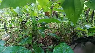 WOOOWWW KEREN!!! PETERNKAN AYAM HUTAN HASIL PIKAT DI ALAM LIAR. 