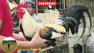 Dalawang Bloodline Naka Halo Sa Manok Nato, Sweter At Blue Face