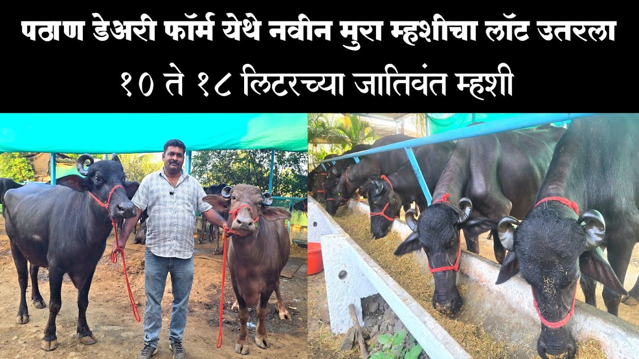 पठाण डेअरी फार्म अकलूज येथे नवीन मुरा म्हशीचा लॉट उतरला | १० ते १८ लिटरच्या जातिवंत म्हशी 