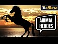 Memorable Animal Heroes from History