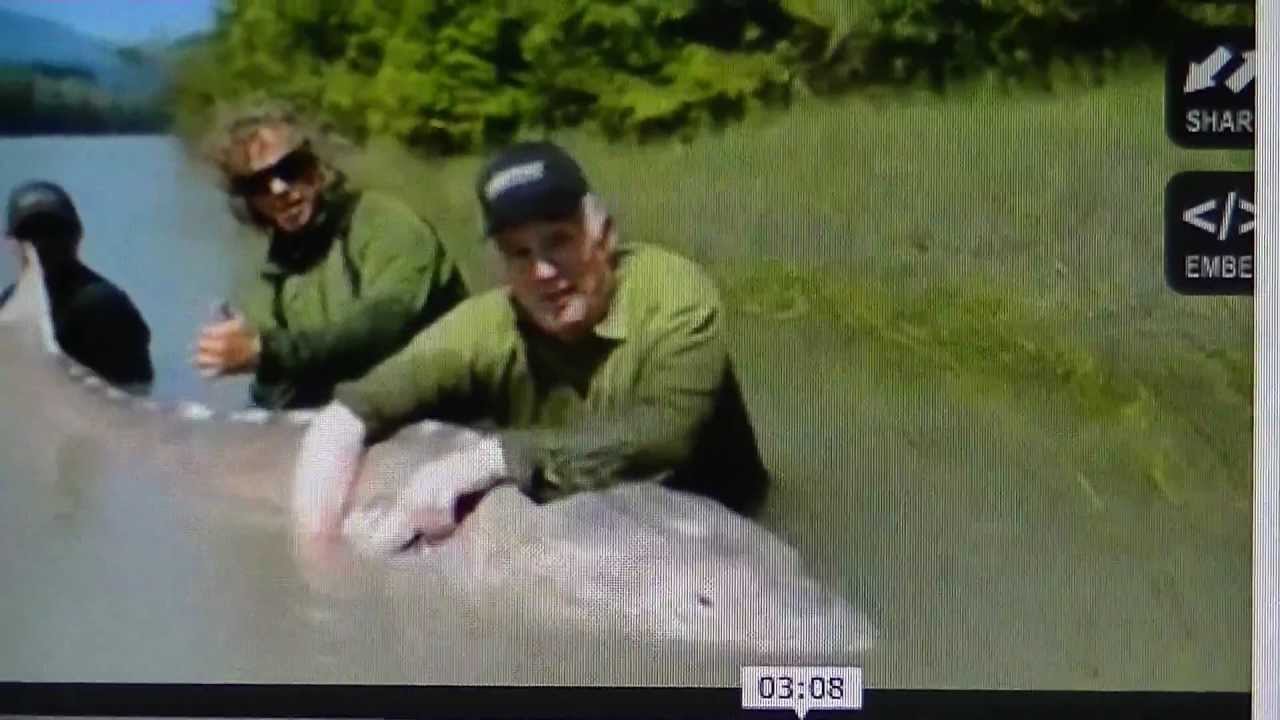 GIANT MONSTROUS 1,100 POUND WHITE STURGEON LARGEST EVER IN NORTH ...