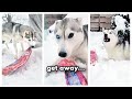 Husky CAUGHT ON CAMERA Stealing an Entire Rack of Ribs!