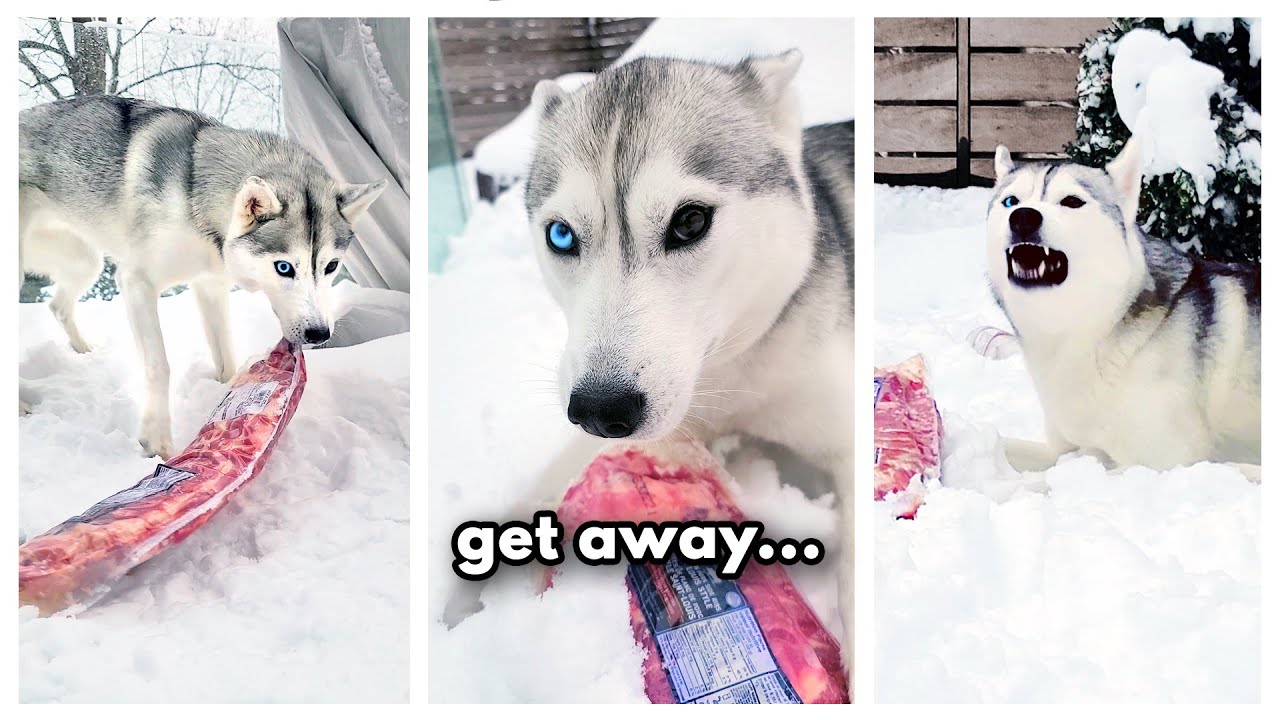 Husky CAUGHT ON CAMERA Stealing an Entire Rack of Ribs! YouTube