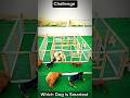 "Funny Dog Food Challenge | Who Will Win the Treat Race?" 🐕🥞🧇🥯🥖 / #shorts #shortsfeed #dogchallenge