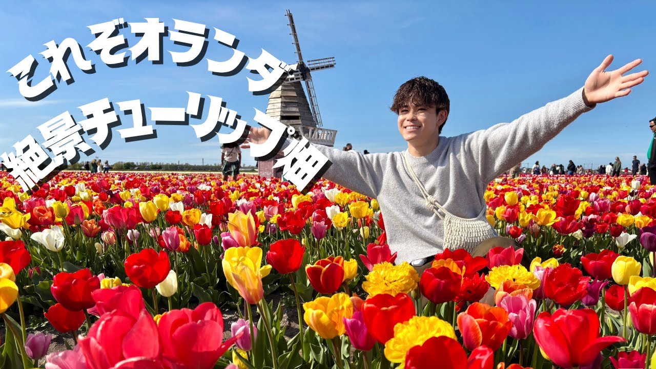 【圧巻】これぞオランダ🇳🇱人生で一度は見てほしいチューリップ畑🌷