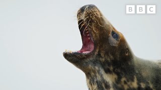 British seal beach battles 🦭👊 | Wild Isles