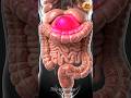 You Might Be Constipated Without Knowing 😳 | Inside Your Colon in 3D Animation #nutrianatomy3d
