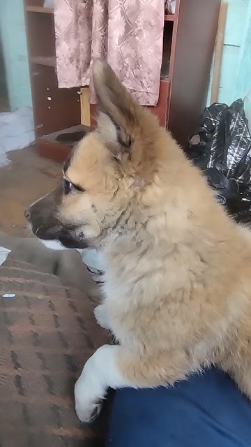 милый пес чпек - YouTube