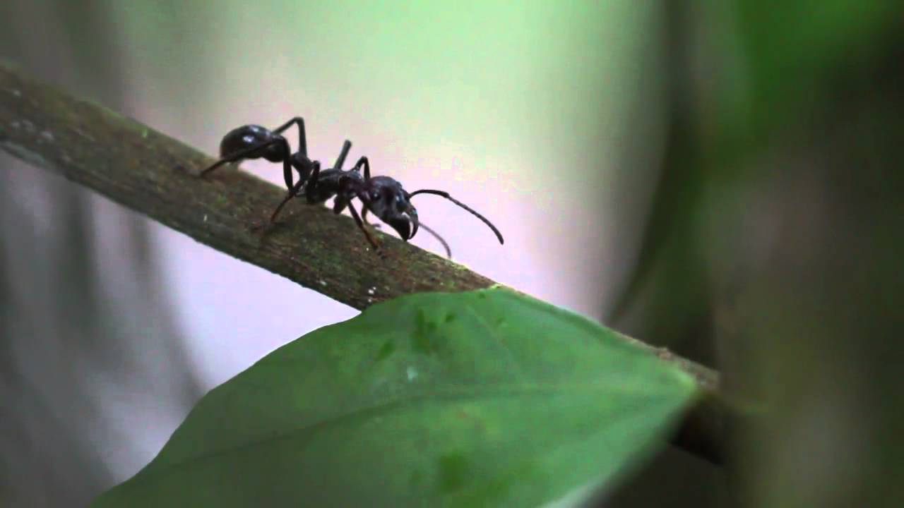 La Conga *** The Bullet Ant YouTube