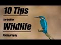 10 Tips für bessere Wildlife-Bilder