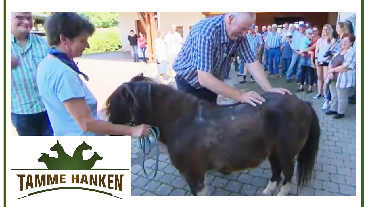 Hilfe! Soll das Shetlandpony einschläfert werden? | Tamme Hanken | Kabel Eins