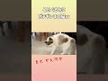 情緒どうしたw #保護猫 #やんのかステップ