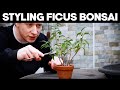 Techniques de coiffage pour ficus bonsai facile