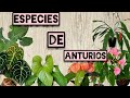 ANTURIOS Y SUS ESPECIES /MUY INTERESANTE 😯.