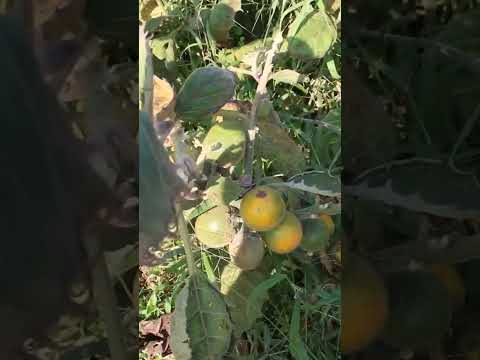 Video: Naranjilla Hasat Rehberi - Naranjilla Meyvelerini Nasıl Toplayacağınızı Öğrenin