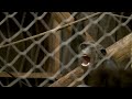 Chimpanse-drama i Odense Zoo: Kæmpe slagsmål mellem 6 chimpanser