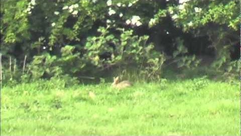Rabbit Control using .17 HMR