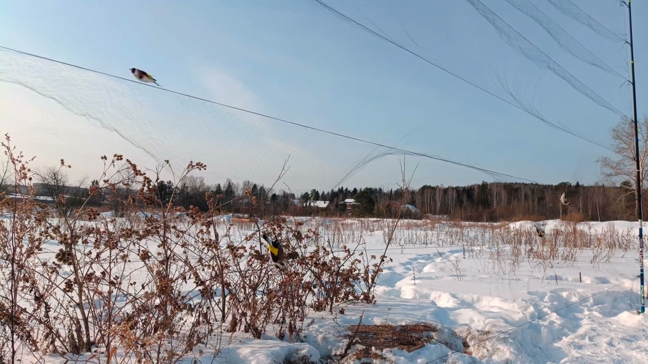 Ловля щеглов 24.02.2025.