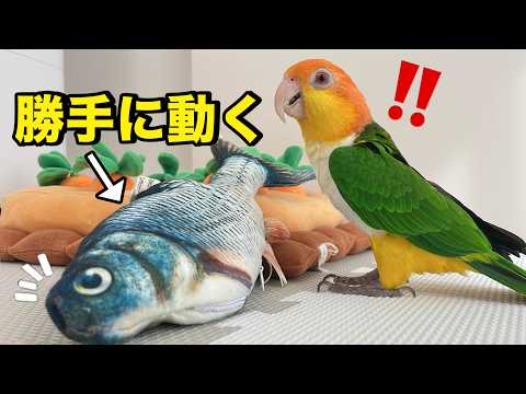 インコに動く魚のおもちゃを渡したら狩猟本能が覚醒して大変なことに...ww【シロハラインコ】
