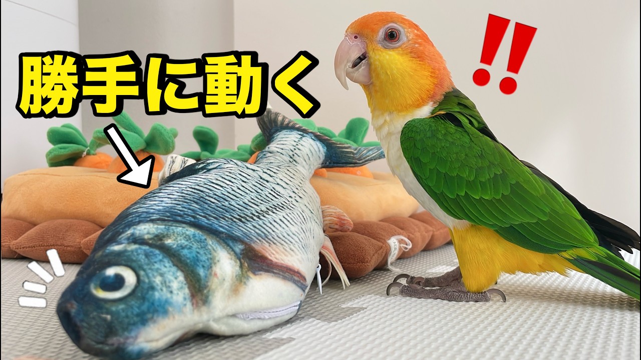 インコに動く魚のおもちゃを渡したら狩猟本能が覚醒して大変なことに...ww【シロハラインコ】