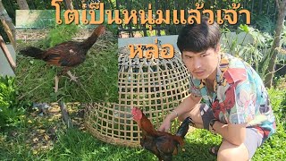 โตเป็นหนุ่มแล้วเจ้าหล่อ ไก่บ้านๆ #ไก่บ้าน