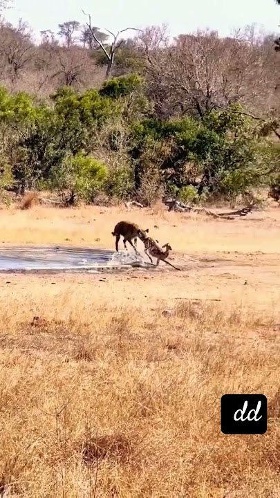 #wildlife #youtubeshorts